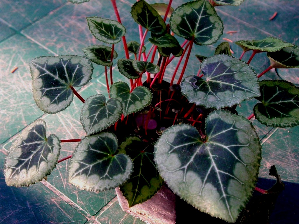Cyclamen Persicum